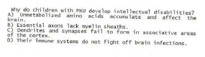 Why do children with PKU develop intellectual disabilities?
A) Unmetabolized amino acids accumulate and affect the brain.
B) Essential axons lack myelin sheaths.
C) Dendrites and synapses fail to form in associative areas of the cortex.
D) Their immune systems do not fight off brain infections.