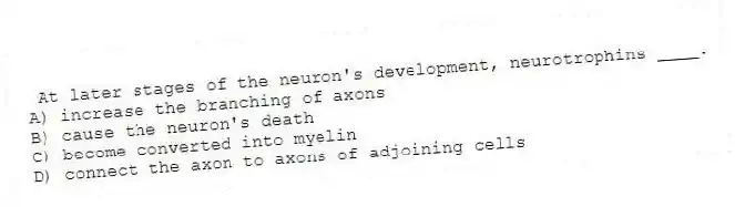 At later stages of the neuron's development, neurotrophins ____.
A) increase the branching of axons
B) cause the neuron's death
C) become converted into myelin
D) connect the axon to axons of adjoining cells