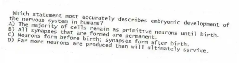 Which statement most accurately describes embryonic development of the nervous system in humans?
A) The majority of cells remain as primitive neurons until birth.
B) All synapses that are formed are permanent.
C) Neurons form before birth; synapses form after birth.
D) Far more neurons are produced than will ultimately survive.