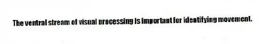 The ventral stream of visual processing is important for identifying movement.