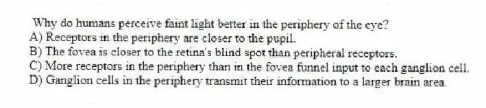 Why do humans perceive faint light better in the periphery of the eye?
A) Receptors in the periphery are closer to the pupil.
B) The fovea is closer to the retina's blind spot than peripheral receptors.
C) More receptors in the periphery than in the fovea funnel input to each ganglion cell.
D) Ganglion cells in the periphery transmit their information to a larger brain area.