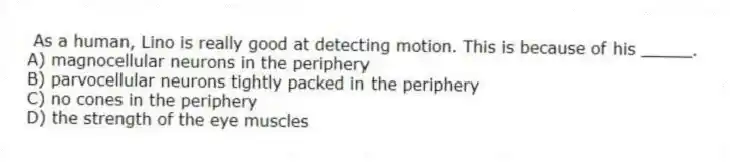 As a human, Lino is really good at detecting motion. This is because of his _____.
A) magnocellular neurons in the periphery
B) parvocellular neurons tightly packed in the periphery
C) no cones in the periphery
D) the strength of the eye muscles