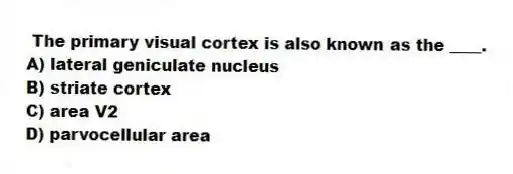 The primary visual cortex is also known as the ____.
A) lateral geniculate nucleus
B) striate cortex
C) area V2
D) parvocellular area