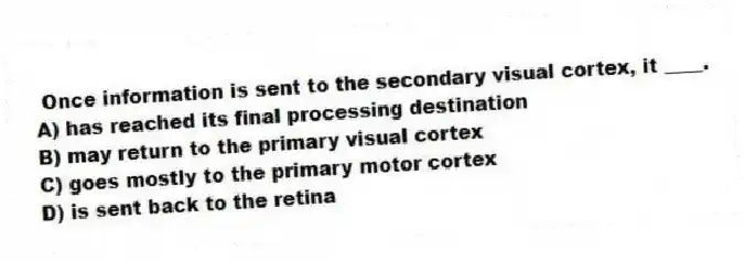 Once information is sent to the secondary visual cortex, it ____.
A) has reached its final processing destination
B) may return to the primary visual cortex
C) goes mostly to the primary motor cortex
D) is sent back to the retina
