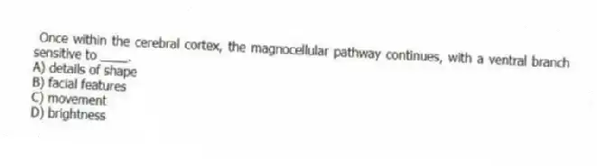 Once within the cerebral cortex, the magnocellular pathway continues, with a ventral branch sensitive to ____.
A) details of shape
B) facial features
C) movement
D) brightness
