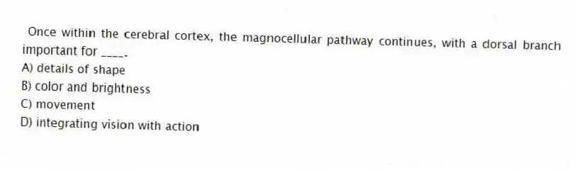 Once within the cerebral cortex, the magnocellular pathway continues, with a dorsal branch important for ____.
A) details of shape
B) color and brightness
C) movement
D) integrating vision with action