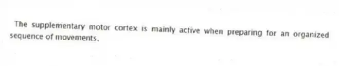 The supplementary motor cortex is mainly active when preparing for an organized sequence of movements.