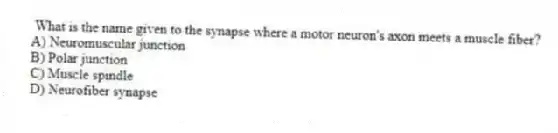 What is the name given to the synapse where a motor neuron's axon meets a muscle fiber?
A) Neuromuscular junction
B) Polar junction
C) Muscle spindle
D) Neurofiber synapse