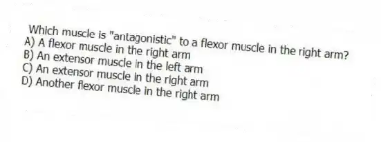Which muscle is "antagonistic" to a flexor muscle in the right arm?
A) A flexor muscle in the right arm
B) An extensor muscle in the left arm
C) An extensor muscle in the right arm
D) Another flexor muscle in the right arm