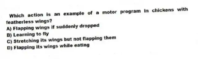 Which action is an example of a motor program in chickens with featherless wings?
A) Flapping wings if suddenly dropped
B) Learning to fly
C) Stretching its wings but not flapping them
D) Flapping its wings while eating