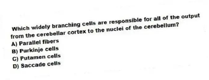 Which widely branching cells are responsible for all of the output from the cerebellar cortex to the nuclei of the cerebellum?
A) Parallel fibers
B) Purkinje cells
C) Putamen cells
D) Saccade cells