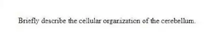 Briefly describe the cellular organization of the cerebellum.