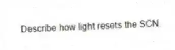 Describe how light resets the SCN.