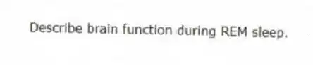 Describe brain function during REM sleep.