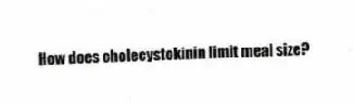 How does cholecystokinin limit meal size?