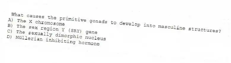 What causes the primitive gonads to develop into masculine structures?
A) The X chromosome
B) The sex region Y (SRY) gene
C) The sexually dimorphic nucleus
D) Müllerian inhibiting hormone