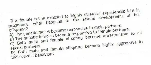If a female rat is exposed to highly stressful experiences late in pregnancy, what happens to the sexual development of her offspring?
A) The genetic males become responsive to male partners.
B) The genetic females become responsive to female partners.
C) Both male and female offspring become unresponsive to all sexual partners.
D) Both male and female offspring become highly aggressive in their sexual behaviors.