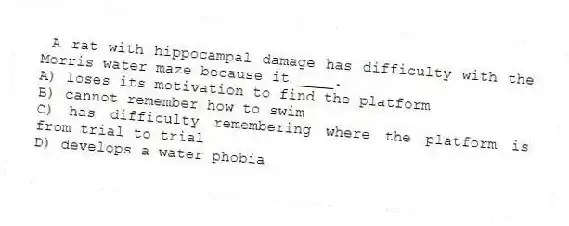 A rat with hippocampal damage has difficulty with the Morris water maze because it ____.
A) loses its motivation to find the platform
B) cannot remember how to swim
C) has difficulty remembering where the platform is from trial to trial
D) develops a water phobia