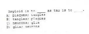  Amyloid is to ____ as tau is to ____.
A) plaques; tangles
B) tangles; plaques
C) neurons; glia
D) glia; neurons