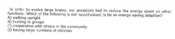 In order to evolve large brains, our ancestors had to reduce the energy spent on other functions. Which of the following is not hypothesized to be an energy-saving adaption?
A) walking upright
B) hunting in groups
C) cooperation with others in the community
D) having large numbers of children