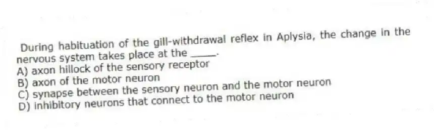 During habituation of the gill-withdrawal reflex in Aplysia, the change in the nervous system takes place at the ____.
A) axon hillock of the sensory receptor
B) axon of the motor neuron
C) synapse between the sensory neuron and the motor neuron
D) inhibitory neurons that connect to the motor neuron