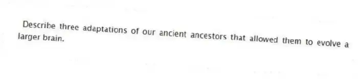 Describe three adaptations of our ancient ancestors that allowed them to evolve a larger brain.
