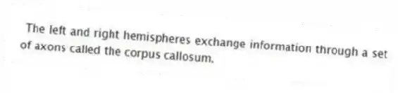 The left and right hemispheres exchange information through a set of axons called the corpus callosum.