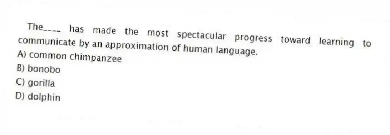 The____ has made the most spectacular progress toward learning to communicate by an approximation of human language.
A) common chimpanzee
B) bonobo
C) gorilla
D) dolphin