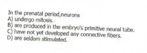In the prenatal period,neurons
A) undergo mitosis.
B) are produced in the embryo's primitive neural tube.
C) have not yet developed any connective fibers.
D) are seldom stimulated.