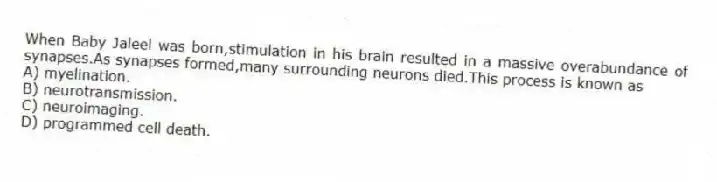 When Baby Jaleel was born,stimulation in his brain resulted in a massive overabundance of synapses.As synapses formed,many surrounding neurons died.This process is known as
A) myelination.
B) neurotransmission.
C) neuroimaging.
D) programmed cell death.