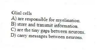 Glial cells
A) are responsible for myelination.
B) store and transmit information.
C) are the tiny gaps between neurons.
D) carry messages between neurons.