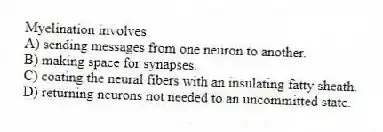 Myelination involves
A) sending messages from one neuron to another.
B) making space for synapses.
C) coating the neural fibers with an insulating fatty sheath.
D) returning neurons not needed to an uncommitted state.
