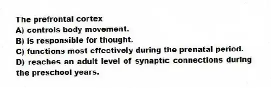 The prefrontal cortex
A) controls body movement.
B) is responsible for thought.
C) functions most effectively during the prenatal period.
D) reaches an adult level of synaptic connections during the preschool years.