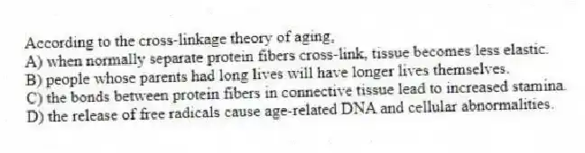 According to the cross-linkage theory of aging,
A) when normally separate protein fibers cross-link, tissue becomes less elastic.
B) people whose parents had long lives will have longer lives themselves.
C) the bonds between protein fibers in connective tissue lead to increased stamina.
D) the release of free radicals cause age-related DNA and cellular abnormalities.