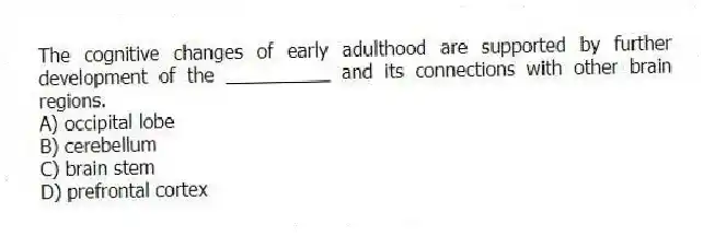 The cognitive changes of early adulthood are supported by further development of the __________ and its connections with other brain regions.
A) occipital lobe
B) cerebellum
C) brain stem
D) prefrontal cortex