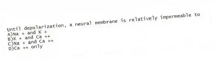 Until depolarization, a neural membrane is relatively impermeable to
A)Na + and K +
B)K + and Ca ++
C)Na + and Ca ++
D)Ca ++ only