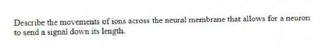 Describe the movements of ions across the neural membrane that allows for a neuron to send a signal down its length.