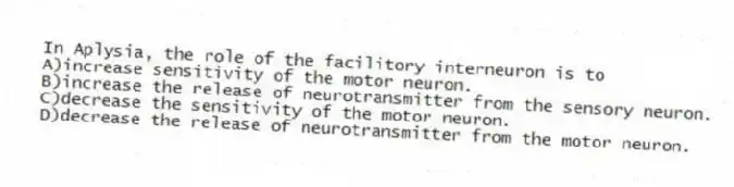In Aplysia, the role of the facilitory interneuron is to
A)increase sensitivity of the motor neuron.
B)increase the release of neurotransmitter from the sensory neuron.
C)decrease the sensitivity of the motor neuron.
D)decrease the release of neurotransmitter from the motor neuron.