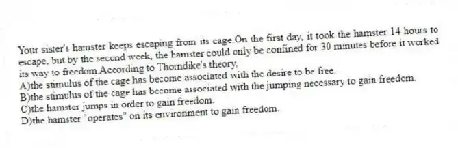 Your sister's hamster keeps escaping from its cage.On the first day, it took the hamster 14 hours to escape, but by the second week, the hamster could only be confined for 30 minutes before it worked its way to freedom.According to Thorndike's theory,
A)the stimulus of the cage has become associated with the desire to be free.
B)the stimulus of the cage has become associated with the jumping necessary to gain freedom.
C)the hamster jumps in order to gain freedom.
D)the hamster "operates" on its environment to gain freedom.