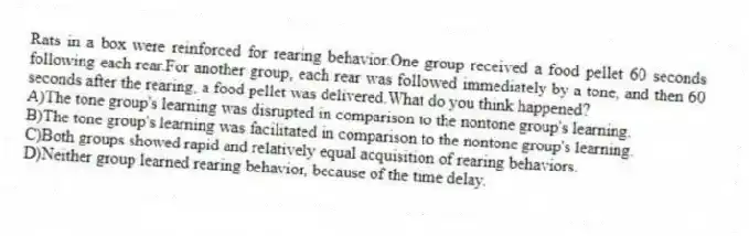 Rats in a box were reinforced for rearing behavior.One group received a food pellet 60 seconds following each rear.For another group, each rear was followed immediately by a tone, and then 60 seconds after the rearing, a food pellet was delivered.What do you think happened?
A)The tone group's learning was disrupted in comparison to the nontone group's learning.
B)The tone group's learning was facilitated in comparison to the nontone group's learning.
C)Both groups showed rapid and relatively equal acquisition of rearing behaviors.
D)Neither group learned rearing behavior, because of the time delay.