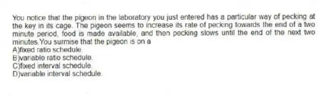 You notice that the pigeon in the laboratory you just entered has a particular way of pecking at the key in its cage. The pigeon seems to increase its rate of pecking towards the end of a two minute period, food is made available, and then pecking slows until the end of the next two minutes.You surmise that the pigeon is on a
A)fixed ratio schedule.
B)variable ratio schedule.
C)fixed interval schedule.
D)variable interval schedule.