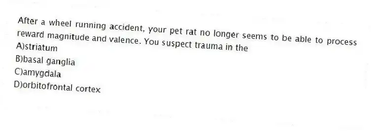 After a wheel running accident, your pet rat no longer seems to be able to process reward magnitude and valence. You suspect trauma in the
A)striatum
B)basal ganglia
C)amygdala
D)orbitofrontal cortex