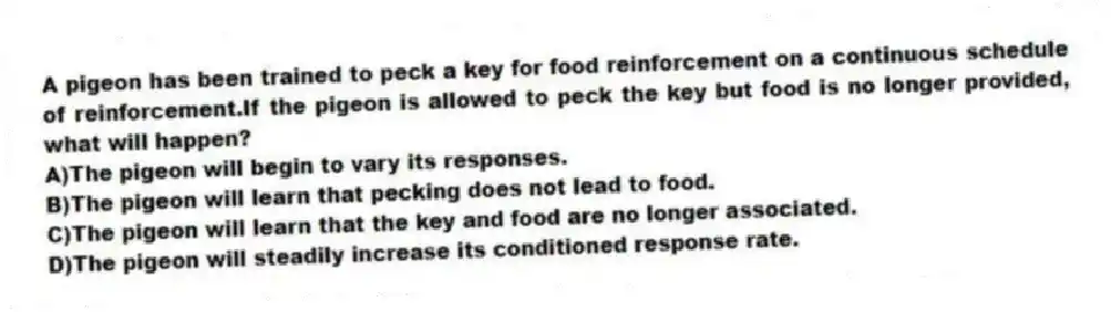 A pigeon has been trained to peck a key for food reinforcement on a continuous schedule of reinforcement.If the pigeon is allowed to peck the key but food is no longer provided, what will happen?
A)The pigeon will begin to vary its responses.
B)The pigeon will learn that pecking does not lead to food.
C)The pigeon will learn that the key and food are no longer associated.
D)The pigeon will steadily increase its conditioned response rate.