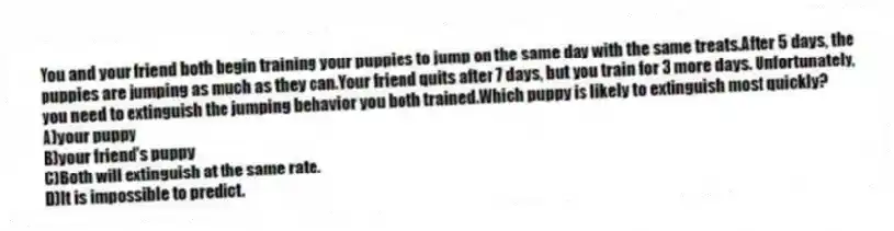 You and your friend both begin training your puppies to jump on the same day with the same treats.After 5 days, the puppies are jumping as much as they can.Your friend quits after 7 days, but you train for 3 more days. Unfortunately, you need to extinguish the jumping behavior you both trained.Which puppy is likely to extinguish most quickly?
A)your puppy
B)your friend's puppy
C)Both will extinguish at the same rate.
D)It is impossible to predict.