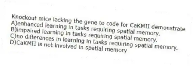 Knockout mice lacking the gene to code for CaKMII demonstrate
A)enhanced learning in tasks requiring spatial memory.
B)impaired learning in tasks requiring spatial memory.
C)no differences in learning in tasks requiring spatial memory.
D)CaKMII is not involved in spatial memory