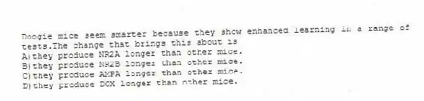 Doogie mice seem smarter because they show enhanced learning in a range of tests.The change that brings this about is
A)they produce NR2A longer than other mice.
B)they produce NR2B longer than other mice.
C)they produce AMPA longer than other mice.
D)they produce DOX longer than other mice.