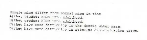 Doogie mice differ from normal mice in that
A)they produce NR2A into adulthood.
B)they produce NR2B into adulthood.
C)they have more difficulty in the Morris water maze.
D)they have more difficulty in stimulus discrimination tasks.