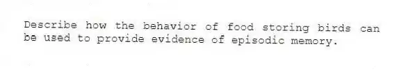 Describe how the behavior of food storing birds can be used to provide evidence of episodic memory.