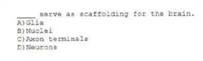 ____ serve as scaffolding for the brain.
A)Glia
B)Nuclei
C)Axon terminals
D)Neurons