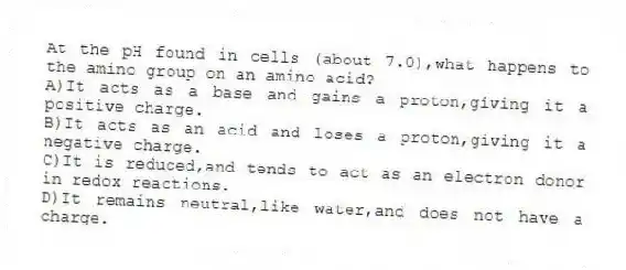 At the pH found in cells (about 7.0),what happens to the amino group on an amino acid?
A)It acts as a base and gains a proton,giving it a positive charge.
B)It acts as an acid and loses a proton,giving it a negative charge.
C)It is reduced,and tends to act as an electron donor in redox reactions.
D)It remains neutral,like water,and does not have a charge.